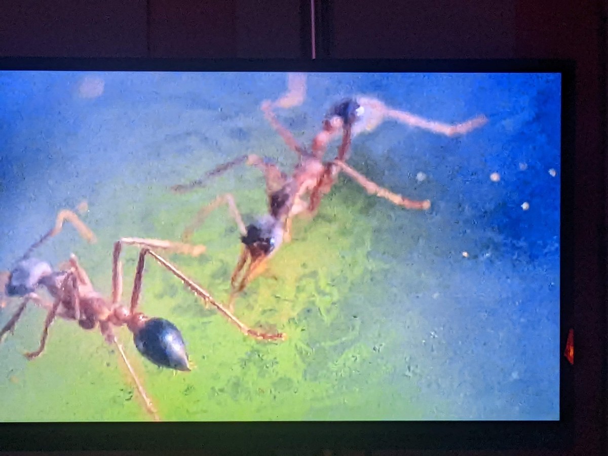 Where the Green Ants&nbsp;Dream